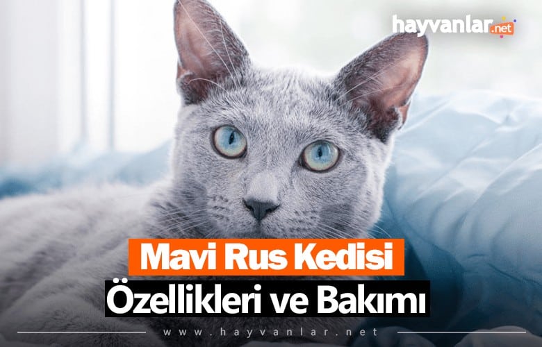 Mavi Rus Kedisi Özellikleri ve Bakımı