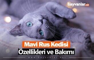 Mavi Rus Kedisi Özellikleri ve Bakımı