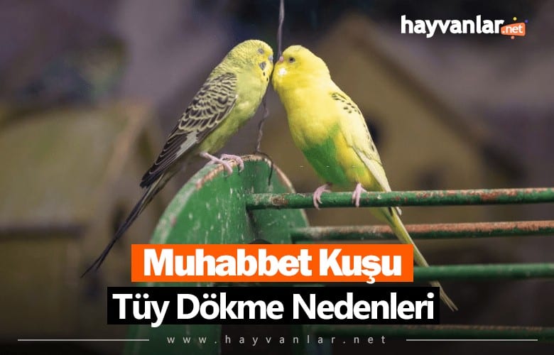 Muhabbet Kuşu Tüy Dökme Nedenleri