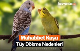 Muhabbet Kuşu Tüy Dökme Nedenleri