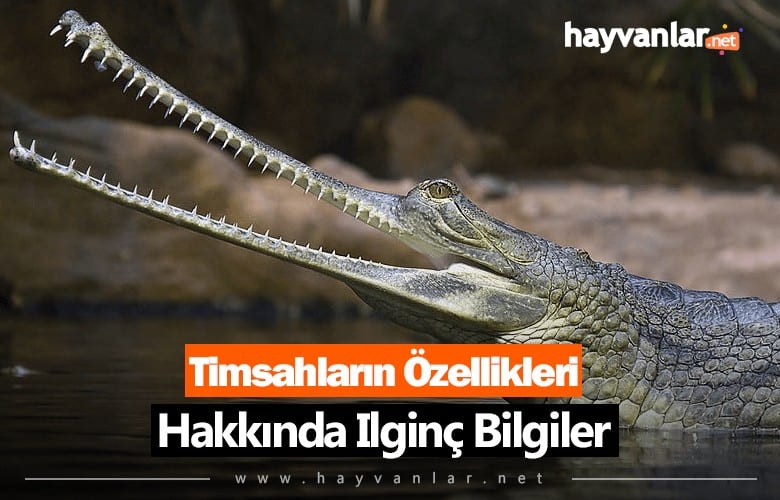 Timsahların Özellikleri Hakkında İlginç Bilgiler