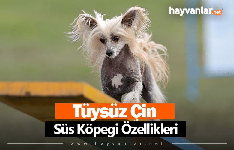 Tüysüz Çin Köpeği