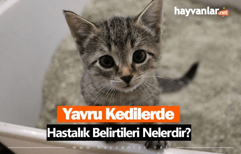 Yavru Kedilerde Hastalık Belirtileri Nelerdir