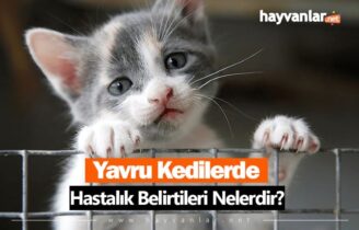 Yavru Kedilerde Hastalık Belirtileri Nelerdir