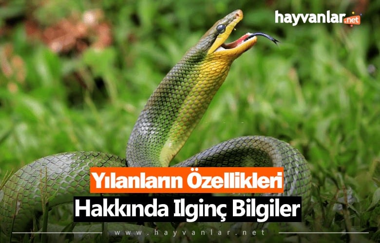 Yılanların Özellikleri Hakkında İlginç Bilgiler