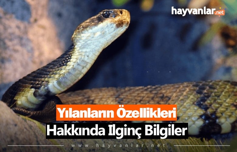 Yılanların Özellikleri Hakkında İlginç Bilgiler