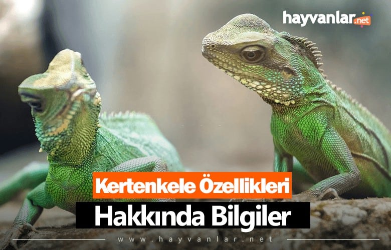 Kertenkele Özellikleri Hakkında Bilgi