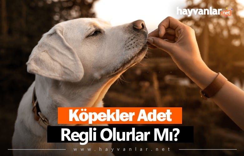 Köpekler Adet Olur Mu