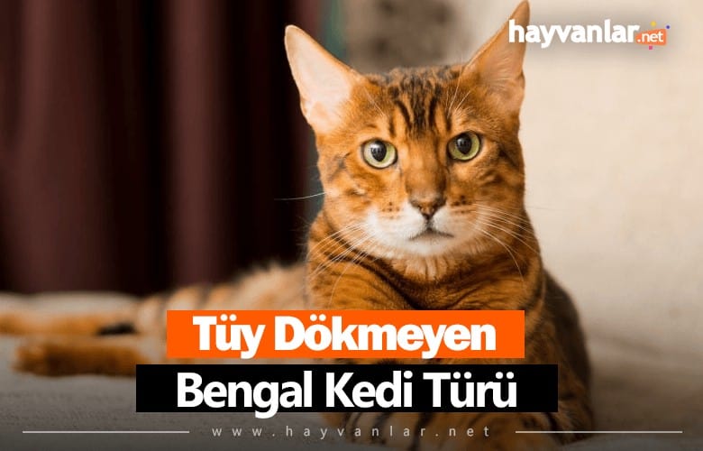 Bengal Kedisi