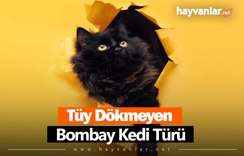 Bombay Kedisi