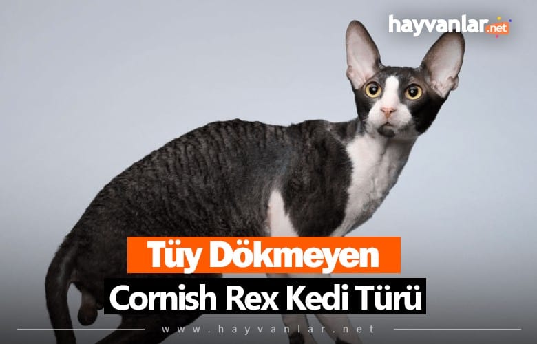 Cornish Rex Kedisi