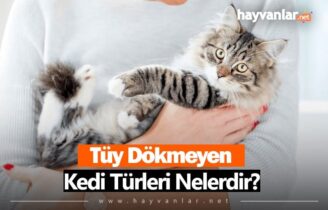 Tüy Dökmeyen Kedi Türleri Cinsleri