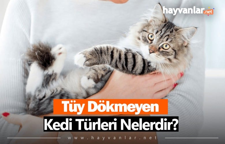 Tüy Dökmeyen Kedi Türleri Cinsleri