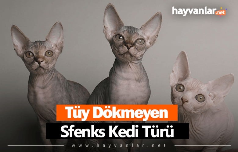 Sfenks Kedi