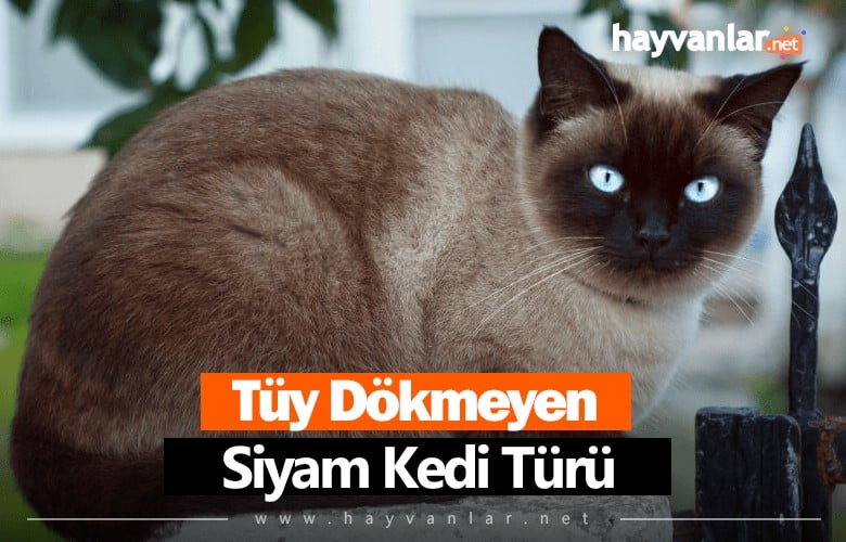 Siyam Kedisi