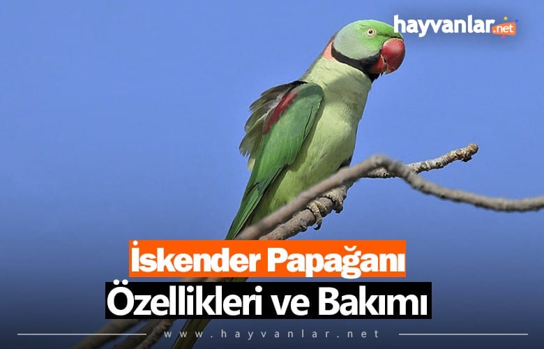 Alexander (İskender) Papağanı Özellikleri ve Bakımı