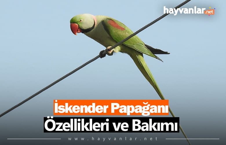 Alexander (İskender) Papağanı Özellikleri ve Bakımı