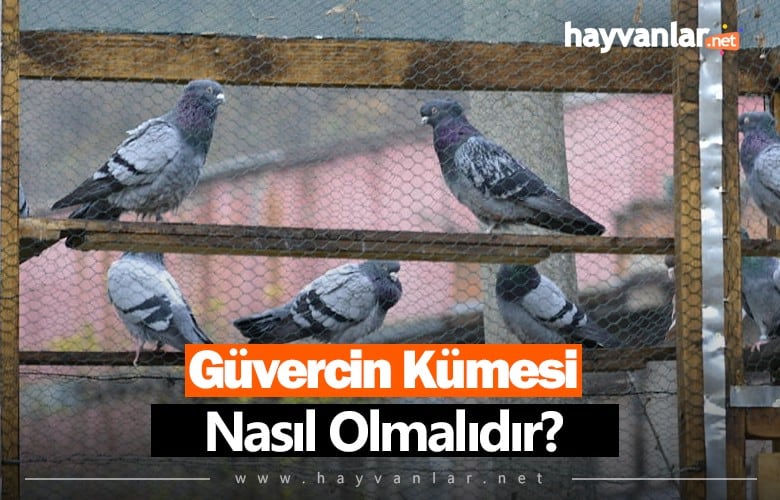 Güvercin Kümesi