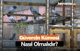 Güvercin Kümesi