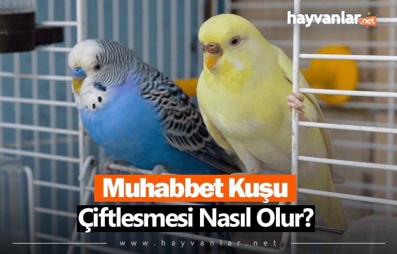 Muhabbet Kuşu Çiftleşmesi Nasıl Olur