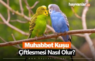 Muhabbet Kuşu Çiftleşmesi Nasıl Olur