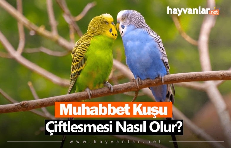 Muhabbet Kuşu Çiftleşmesi Nasıl Olur