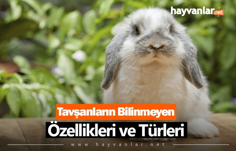 Tavşanların Bilinmeyen Özellikleri ve Türleri