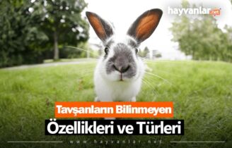 Tavşanların Bilinmeyen Özellikleri ve Türleri
