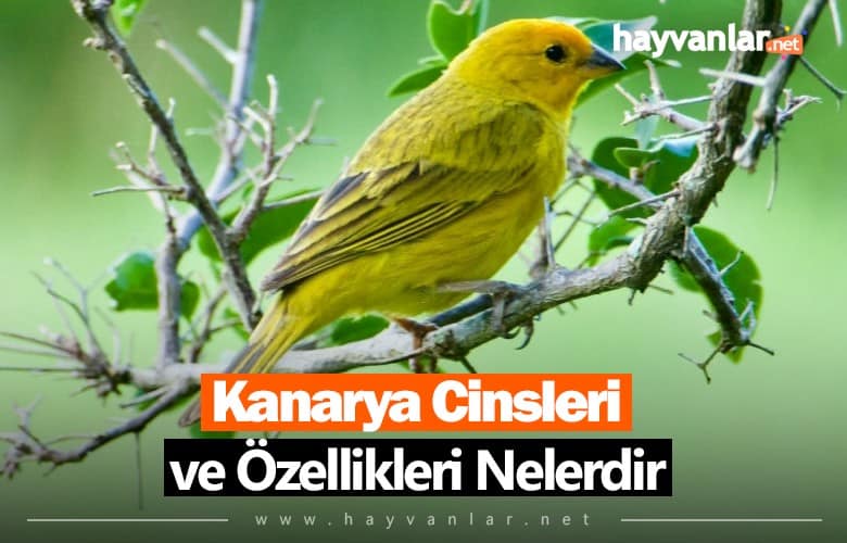 Kanarya Cinsleri ve Özellikleri