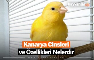 Kanarya Cinsleri ve Özellikleri