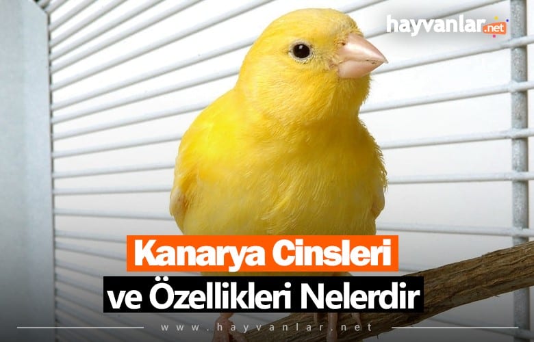 Kanarya Cinsleri ve Özellikleri