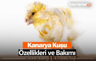 Kanarya Kuşu Özellikleri ve Bakımı