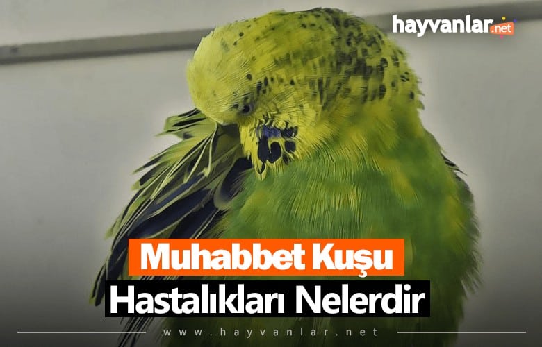 Muhabbet Kuşu Hastalıkları Nelerdir