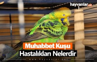 Muhabbet Kuşu Hastalıkları Nelerdir