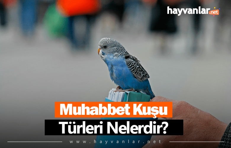 Muhabbet Kuşu Türleri Nelerdir