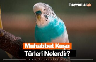 Muhabbet Kuşu Türleri Nelerdir