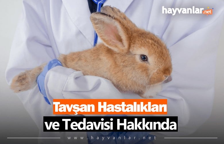 Tavşan Hastalıkları ve Tedavisi