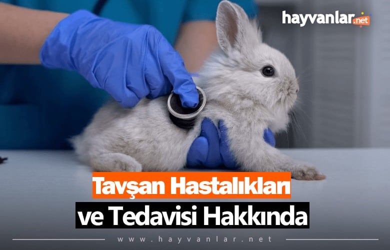 Tavşan Hastalıkları ve Tedavisi