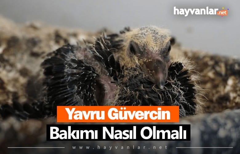 Yavru Güvercin Bakımı Nasıl Olmalıdır