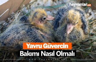 Yavru Güvercin Bakımı Nasıl Olmalıdır