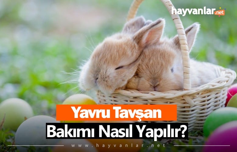 Yavru Tavşan Bakımı Nasıl Yapılır