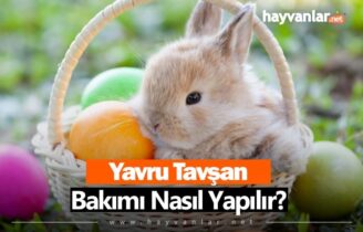 Yavru Tavşan Bakımı Nasıl Yapılır