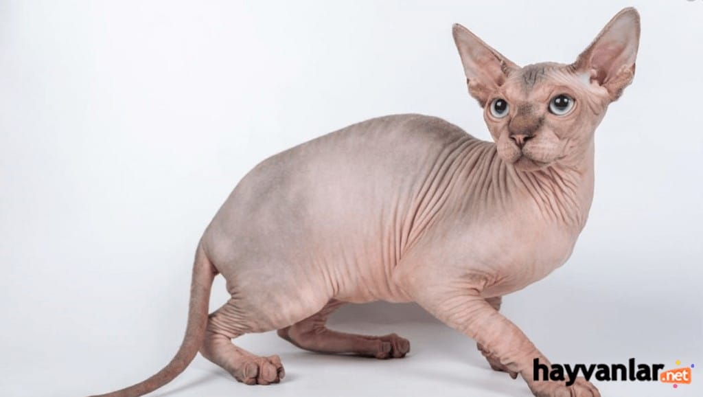 Sphynx (Sfenks Kedisi)