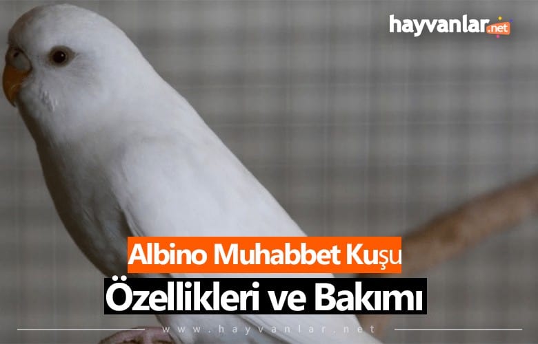 Albino Muhabbet Kuşu Özellikleri ve Bakımı