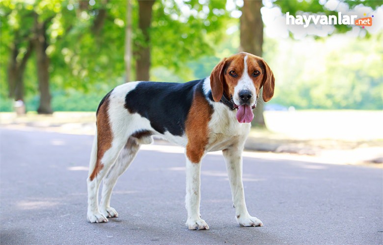 Av Köpeği Özellikleri Nedir?
