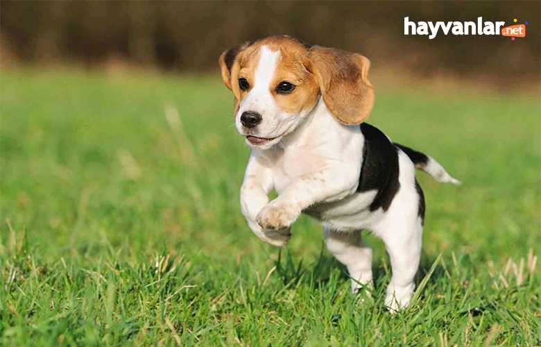 Av Köpeği