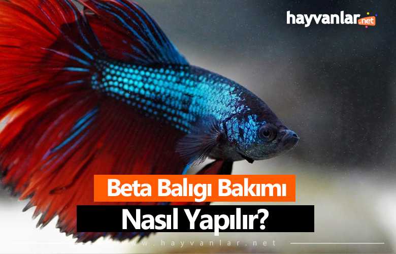 Beta Balığı Bakımı