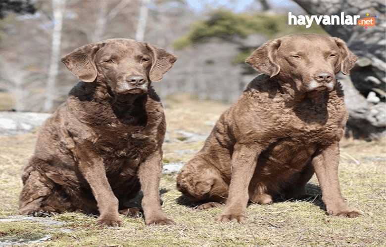 Retriever