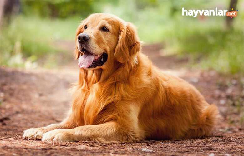 Av Köpeği Irk Özellikleri