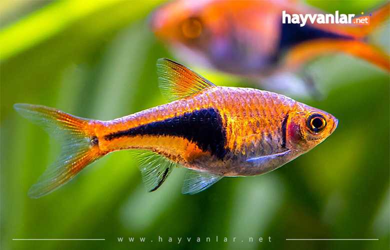 Harlequin Rasbora Balığı Küçük Akvaryum Balıkları